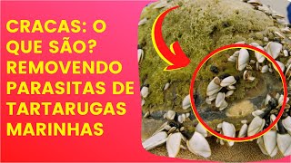 CRACAS O QUE SÃO REMOVENDO PARASITAS DA TARTARUGAS MARINHAS  TARTARUGA SOS [upl. by Kopp17]