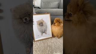 RITRATTO del NOSTRO CUCCIOLO di POMERANIA 🐶 [upl. by Heinrike]