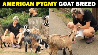 American Pygmy Goat Breed  Pygmy Goat Farming  Smallest Goat Breed in the world [upl. by Weksler]