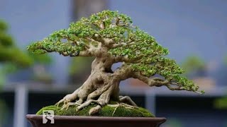 PESONA BONSAI SANCANG [upl. by Thant]