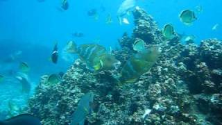 Galapagos reef fish at Devils Crown [upl. by Persson]