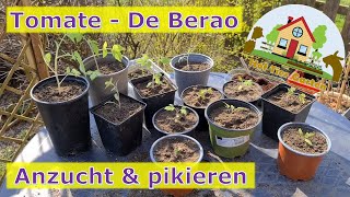 🍅 De Berao Tomate 🍅 Anzucht und Pikieren 🍅 [upl. by Doroteya5]