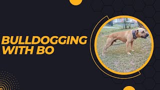 BULLDOGGING WITH BO [upl. by Novia]