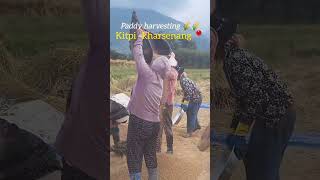 Monpas rice harvesting full process kharsenang kitpi Arunachali vlog happiest season 4 farmers [upl. by Court]