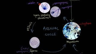 Reproduction in Fungi  Biological Classification  Biology  Khan Academy [upl. by Schlenger]