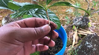 Growing NONI  MORINDA CITRIFOLIA small offshoots [upl. by Enirehs942]