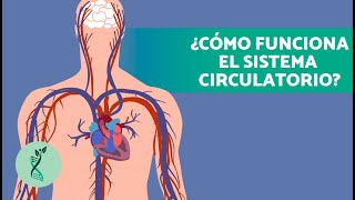 ¿Cómo es el SISTEMA CARDIOVASCULAR o CIRCULATORIO humano 🫀🧬 Características y Partes [upl. by Warner898]