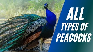 All Types of Peacocks in the Planet [upl. by Annaet]