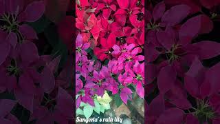 Poinsettia Plant  A beautiful winter plant perfect for your garden [upl. by Asena428]