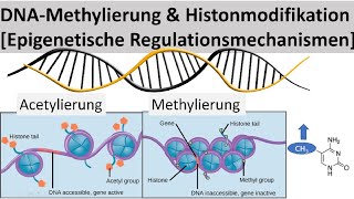 DNAMethylierung  Histonmodifikation Epigenetische Regulation von Genen  Biologie Oberstufe [upl. by Nannette645]