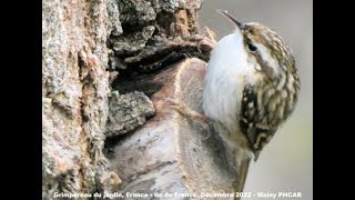 Grimpereau des Jardins oiseaux de France réalisation de Malay PHCAR [upl. by Dorreg]