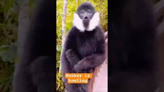 Monkey looks like asking for help monkey animals cute shortsvideo 😝👍🏻 [upl. by Larson]