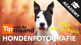 Hondenfotografie  Academy Tip van de maand  Kamera Express [upl. by Vergos]