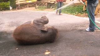 Cute baby elephant loving the hose [upl. by Anerdna216]