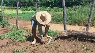 Irrigação por gotejamento em canadeaçúcar [upl. by Kirtley467]