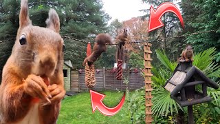 BACKYARD SQUIRREL OBSTACLE COURSE The Rope Bridge [upl. by Sale]