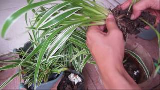 Spider plant  how to grow [upl. by Gula382]