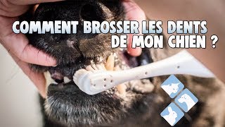 5  Brosser les dents de votre chien  Hôpital vétérinaire de lEstrie [upl. by Marlo]