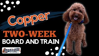 Labradoodle 1 year old “Copper”  Amazing Labradoodle Training Spokane WA  Off Leash K9 Training [upl. by Weaks]