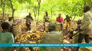 Eco Plus  La cabosse de cacao une ressource additionnelle pour les planteurs ivoiriens [upl. by Sullivan]