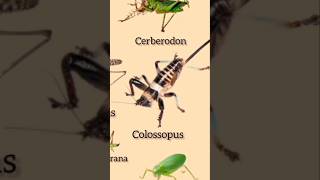 Types of Katydids Part 5 insects shorts [upl. by Loftus]