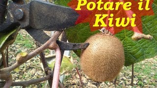 POTARE IL KIWI [upl. by Llehcsreh]