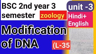 Bsc 2nd year 3semster zoology topic Modification of DNA [upl. by Nirad18]