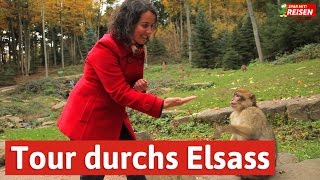 Das Elsass entdecken  eine Tour von Eguisheim über Colmar bis zur Hochkönigsburg Spar mit Reisen [upl. by Goldin]