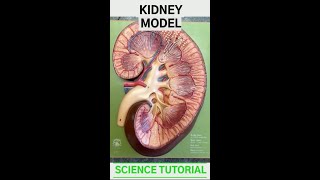 Kidney [upl. by Moshell]