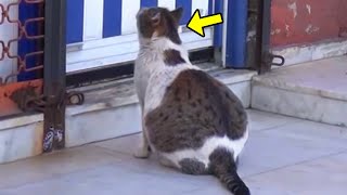 Pregnant Cat Goes To The Hospital amp Begs For Help Then Something Heartmelting Happens [upl. by Emmett604]