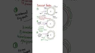 Acrosomal Reaction shorts acrosome acrosomalreaction [upl. by Sedgewake]