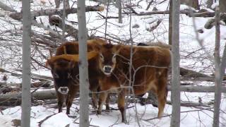 Young Oxen At Work [upl. by Tito246]