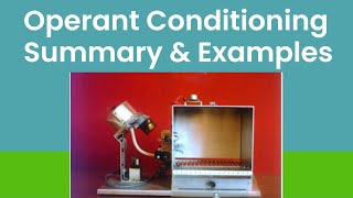 Operant Conditioning In Psychology BF Skinner Theory [upl. by Fari]