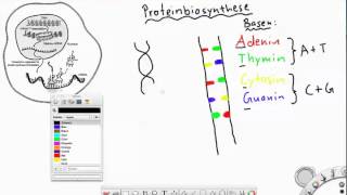 Überblick Proteinbiosynthese Transkription Translation [upl. by Ammann380]