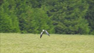 Swallowtailed Kite  a rarity in Ontario [upl. by Oirtemed609]