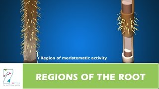 REGIONS OF THE ROOT [upl. by Ahsas]