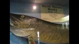 World Record Muskie [upl. by Valentia]