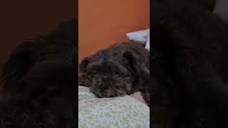 SHIHPOO TEDDY BEAR LOOK dog doglover dogs [upl. by Kopans416]