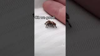 🫣😳WHAT THE HECK WAS THATJumping spiders🕷👀 [upl. by Eustace]