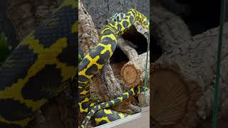 UNREAL Carpet Python  German Bloodline Cheynei [upl. by Saraann216]