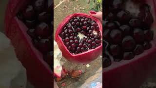 Pomegranate seeds are so delicious fruits farming gardening garden pomegranate [upl. by Paule]