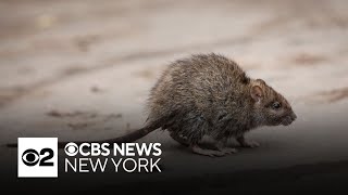 NYC reports decline in rat sighting reports [upl. by Nanice667]