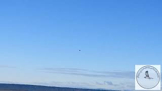 Boundary Bay this morning [upl. by Maurer916]