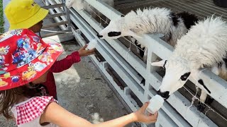 Hug Village Donsak Sheep Horse Farm  Surat Thani Thailand TGK0095 [upl. by Delamare]