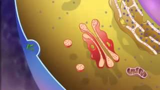 The Structure amp Function of Lysosomes  A Level Biology [upl. by Ronyar]