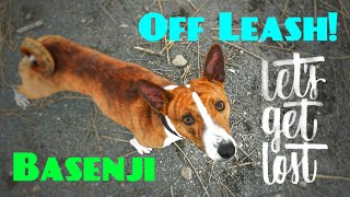 Basenji Running OFF LEASH amp Coming Back When Called [upl. by Kano]