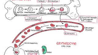 Haematology  Red Blood Cell Life Cycle [upl. by Bonucci]