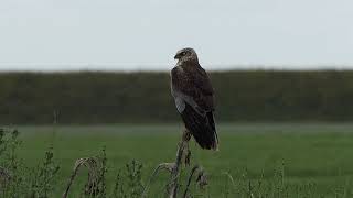 Wespendief bruine kiekendief buizerd onderscheiden buzzard honey buzzard Vogelen met Limosa 37 [upl. by Carney]