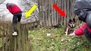 Climbing the fence to save the paralyzed dog he guards the abandoned house [upl. by Janith]