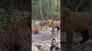 тигр сафарипарк tiger лев lion shortvideo animals [upl. by Aicilev]